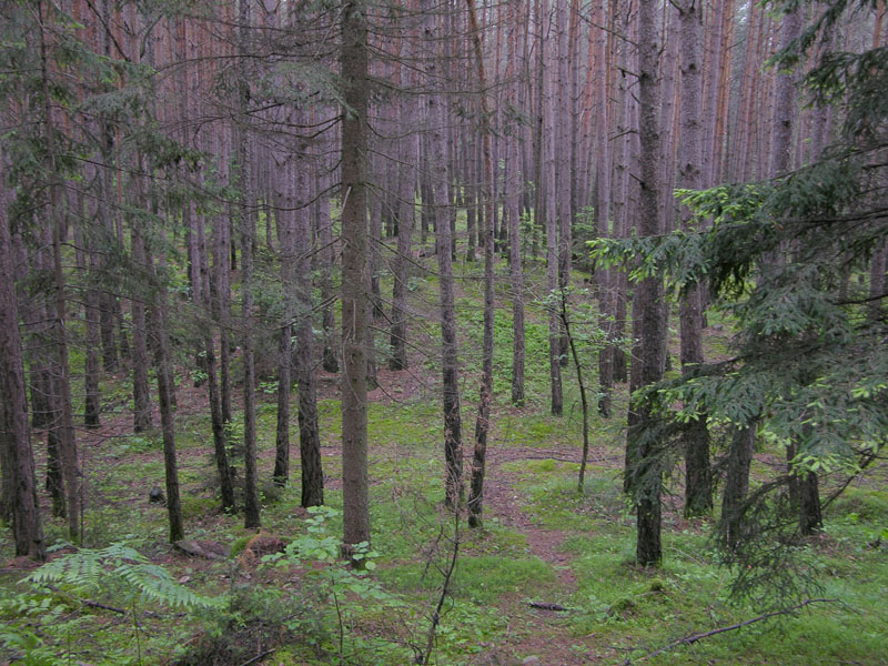 Boletaceae di oggi,12 giugno.